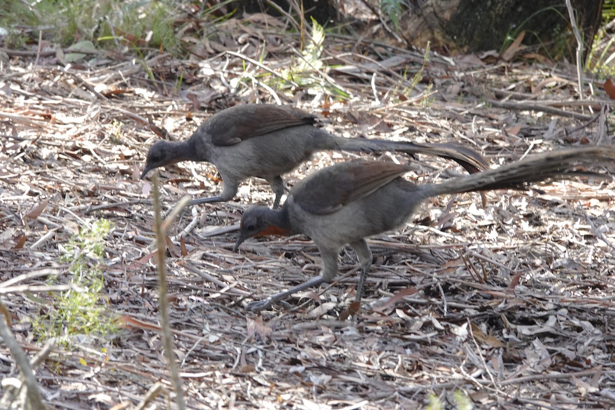 Superb Lyrebird - Eric Finley