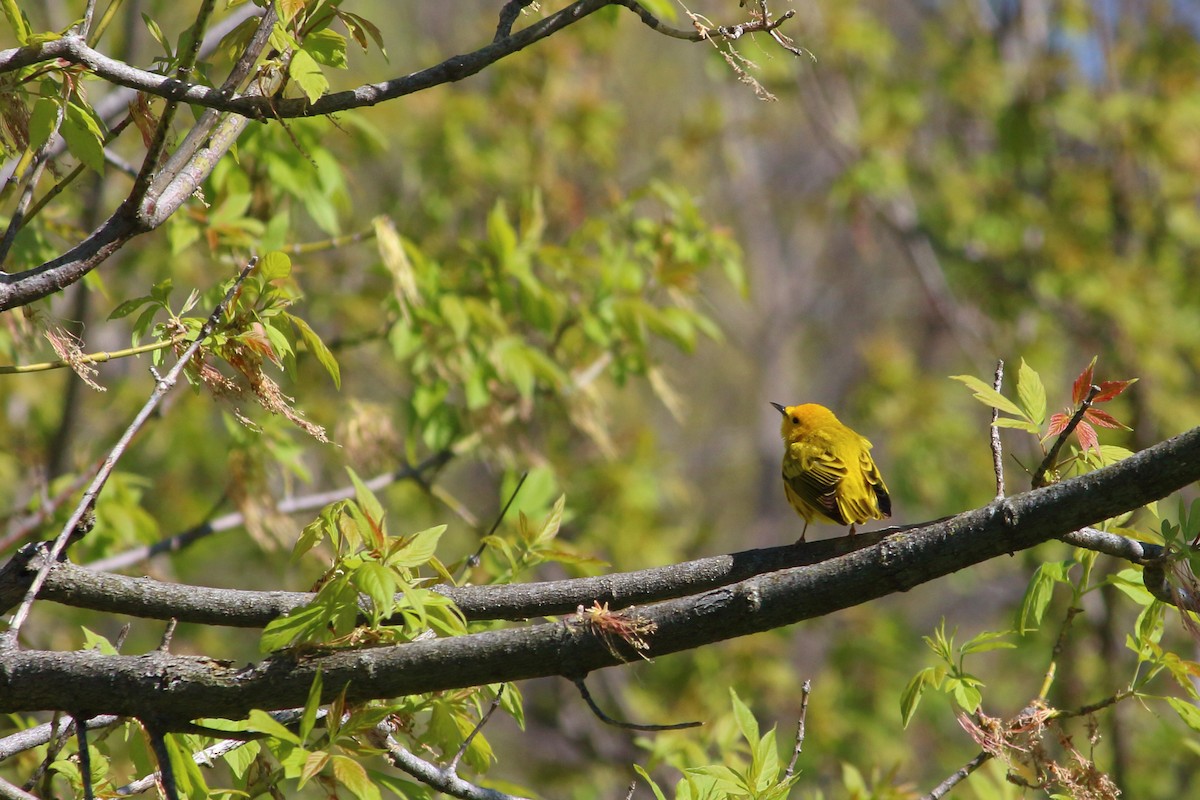 Yellow Warbler - ML57170041