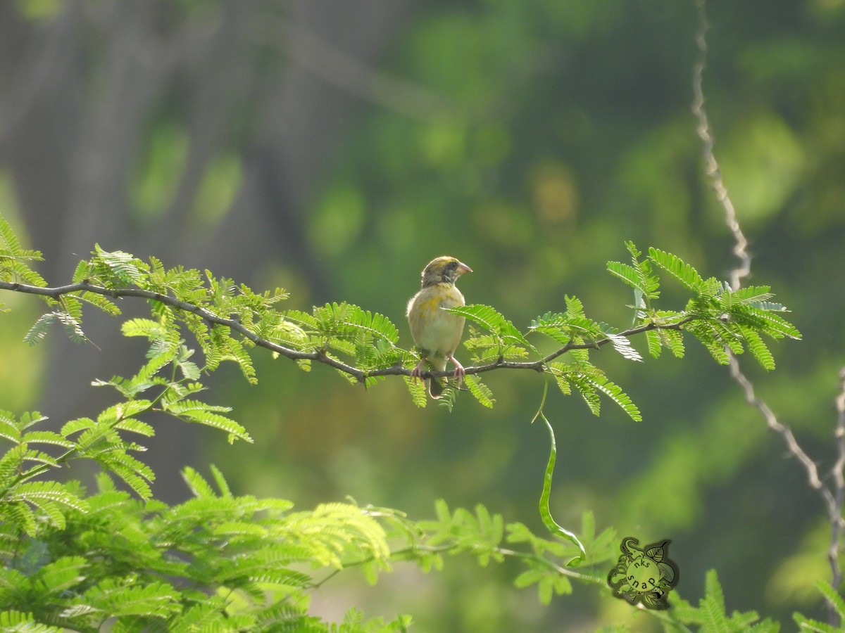 Baya Weaver - ML571701041