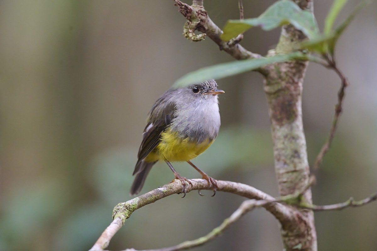 Yellow-bellied Flyrobin - ML571702481