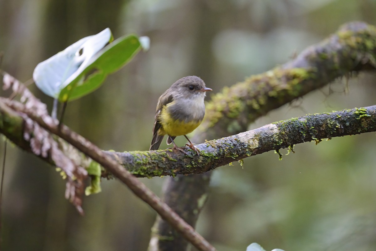 Yellow-bellied Flyrobin - ML571702491