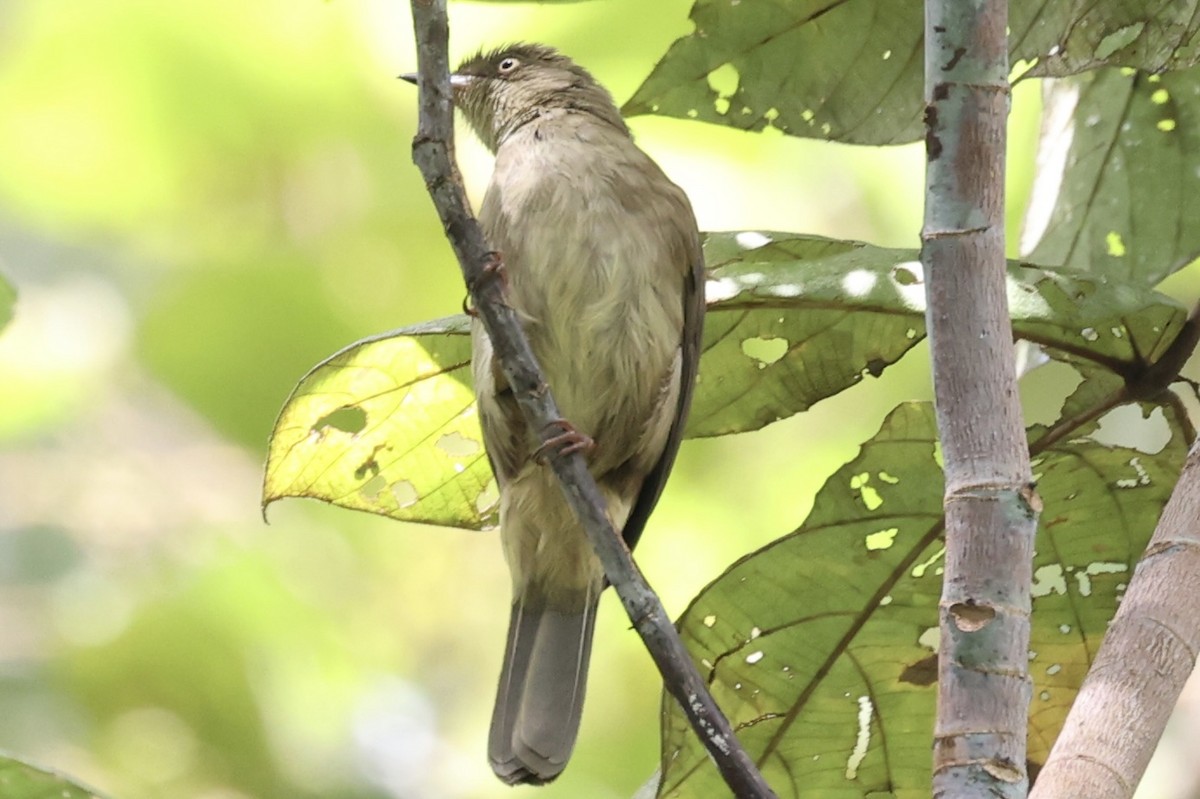 Cream-eyed Bulbul - ML571703151