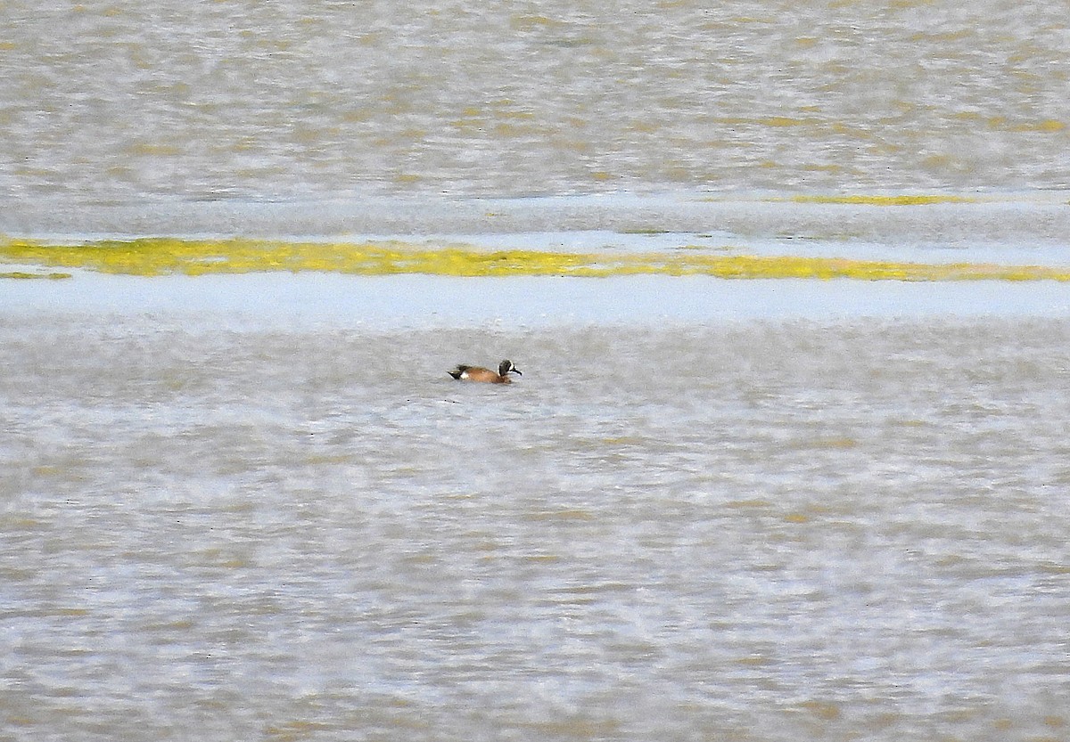 Blue-winged Teal - Alfonso Rodrigo