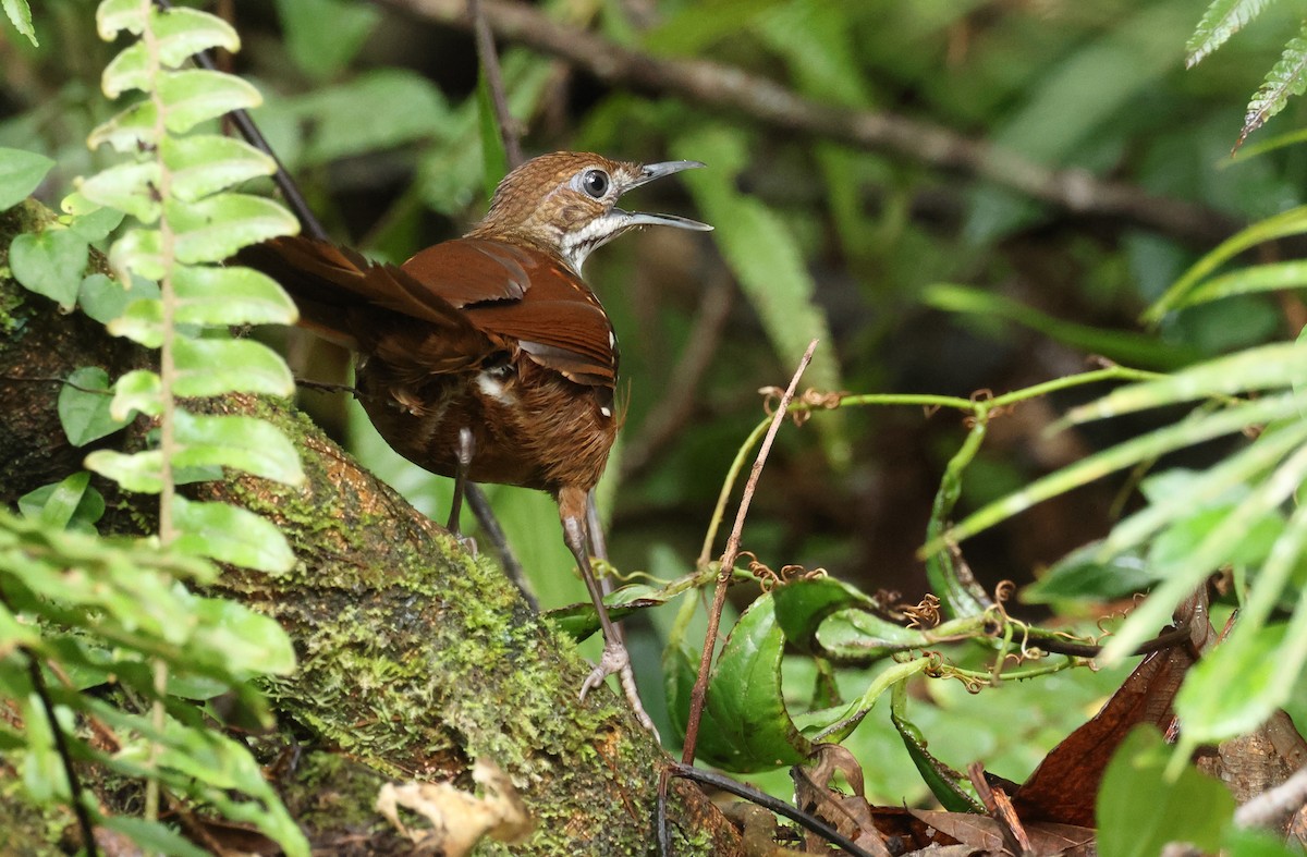 Bicol Ground-Warbler - ML571705131