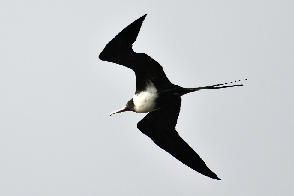Lesser Frigatebird - Russell Waugh