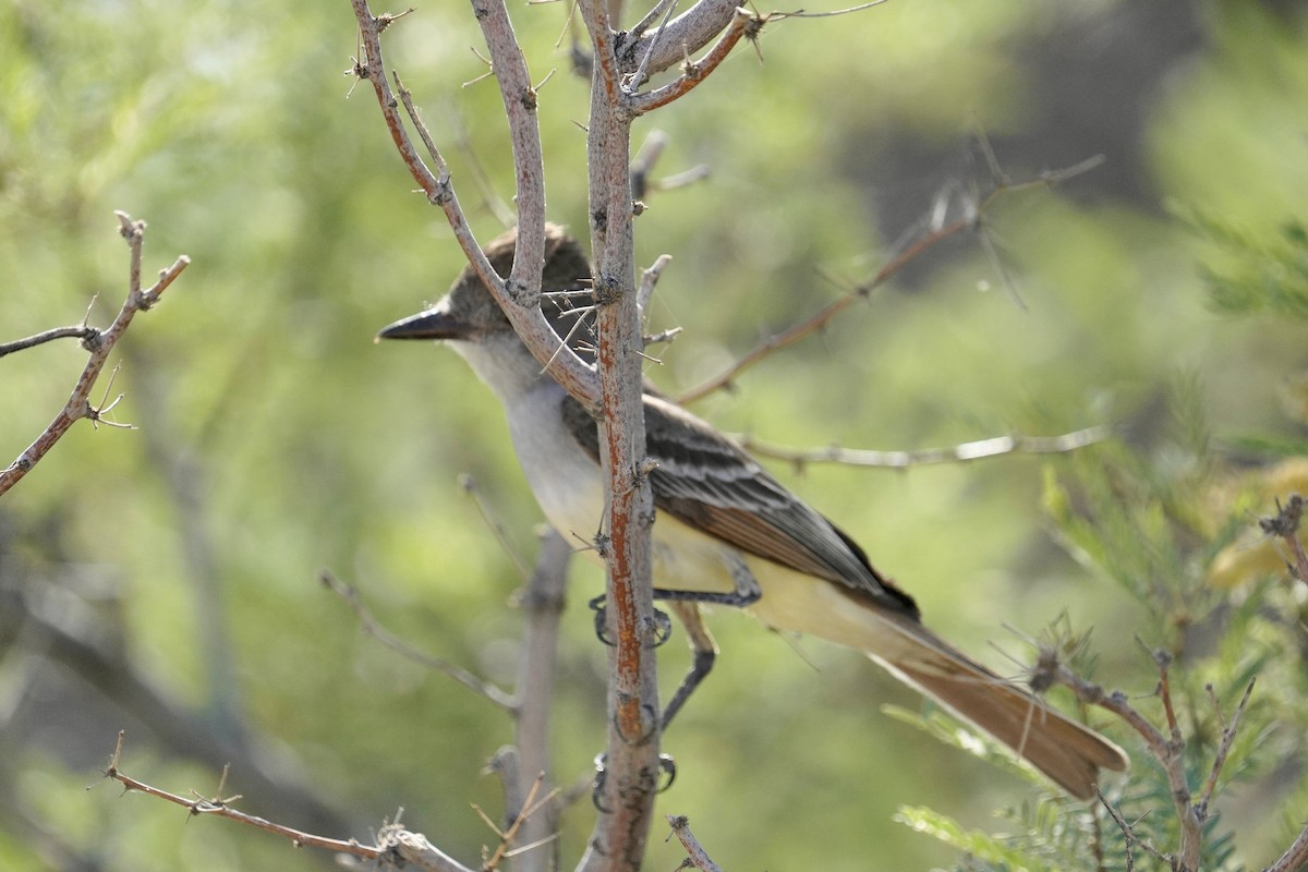 Ash-throated Flycatcher - ML571705321