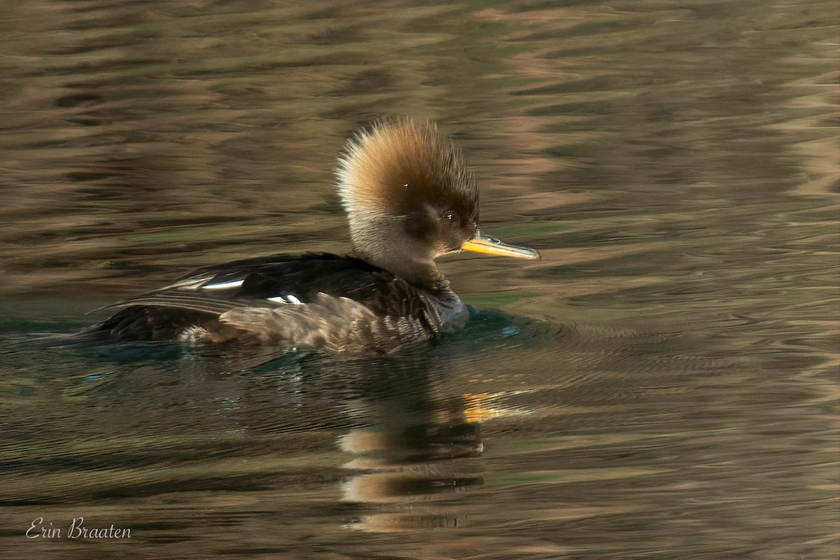 Hooded Merganser - ML571706331