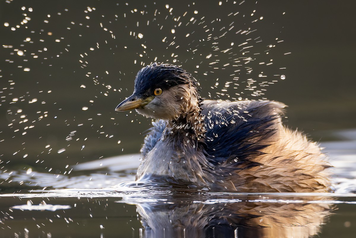 Australasian Grebe - Malcolm Graham