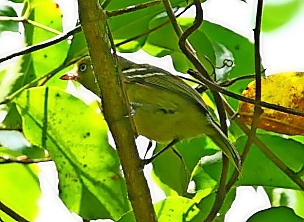 Jamaican Vireo - ML571707171