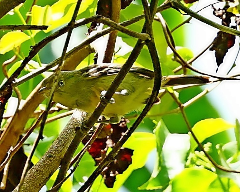 Jamaican Vireo - ML571707181