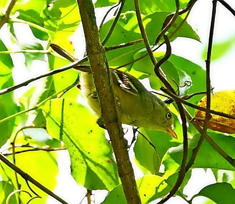 Jamaican Vireo - ML571707191