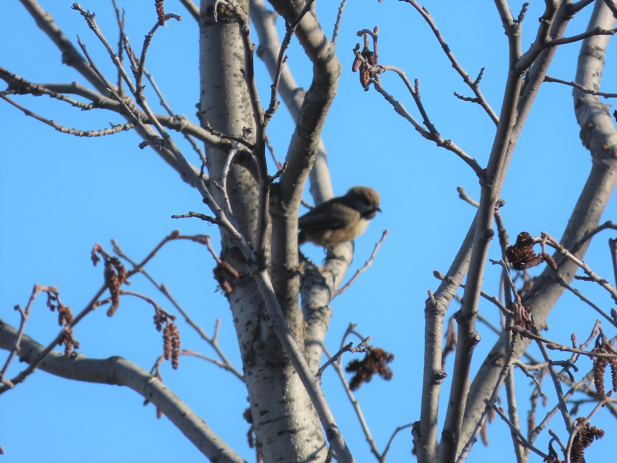 Mésange à tête brune - ML571707541