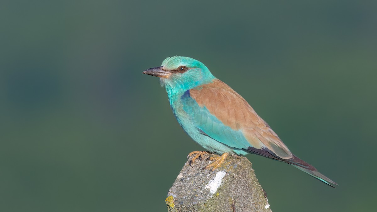 European Roller - ML571707961