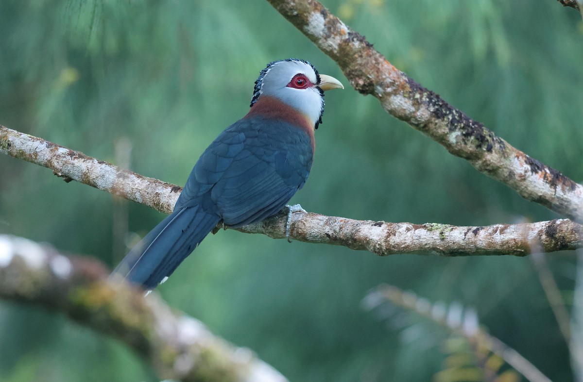 Scale-feathered Malkoha - ML571708171