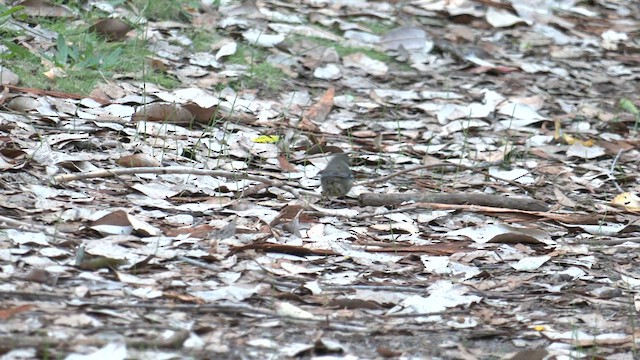 Spotted Scrubwren - ML571708681