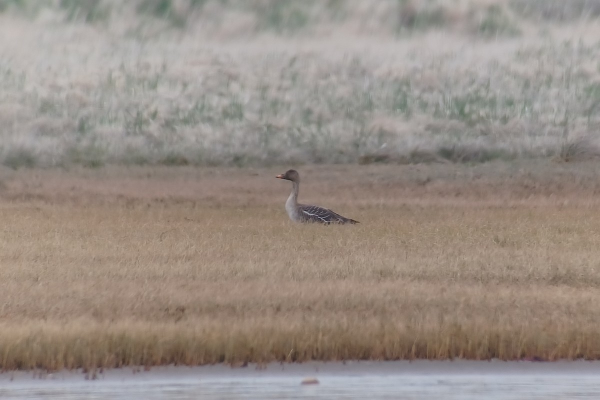 Tundra Bean-Goose - ML571709111