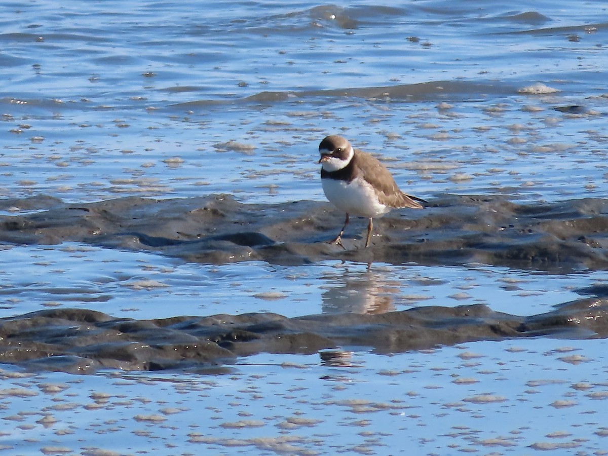 Semipalmated Plover - Laura Burke