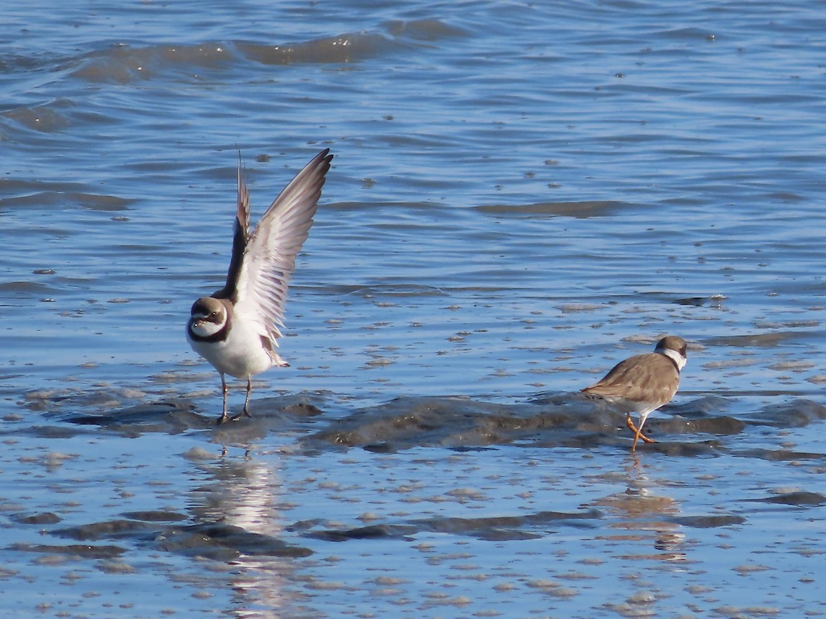 Semipalmated Plover - Laura Burke