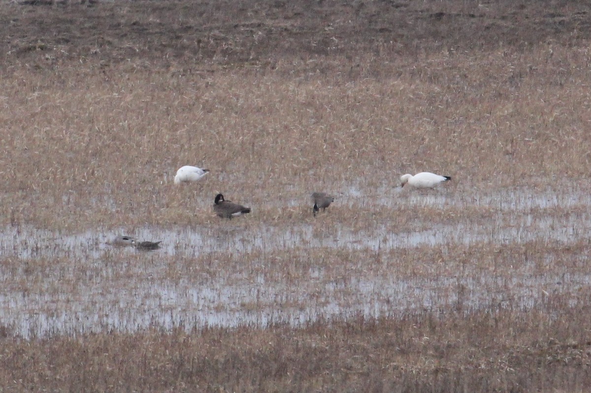 Snow Goose - ML571709821