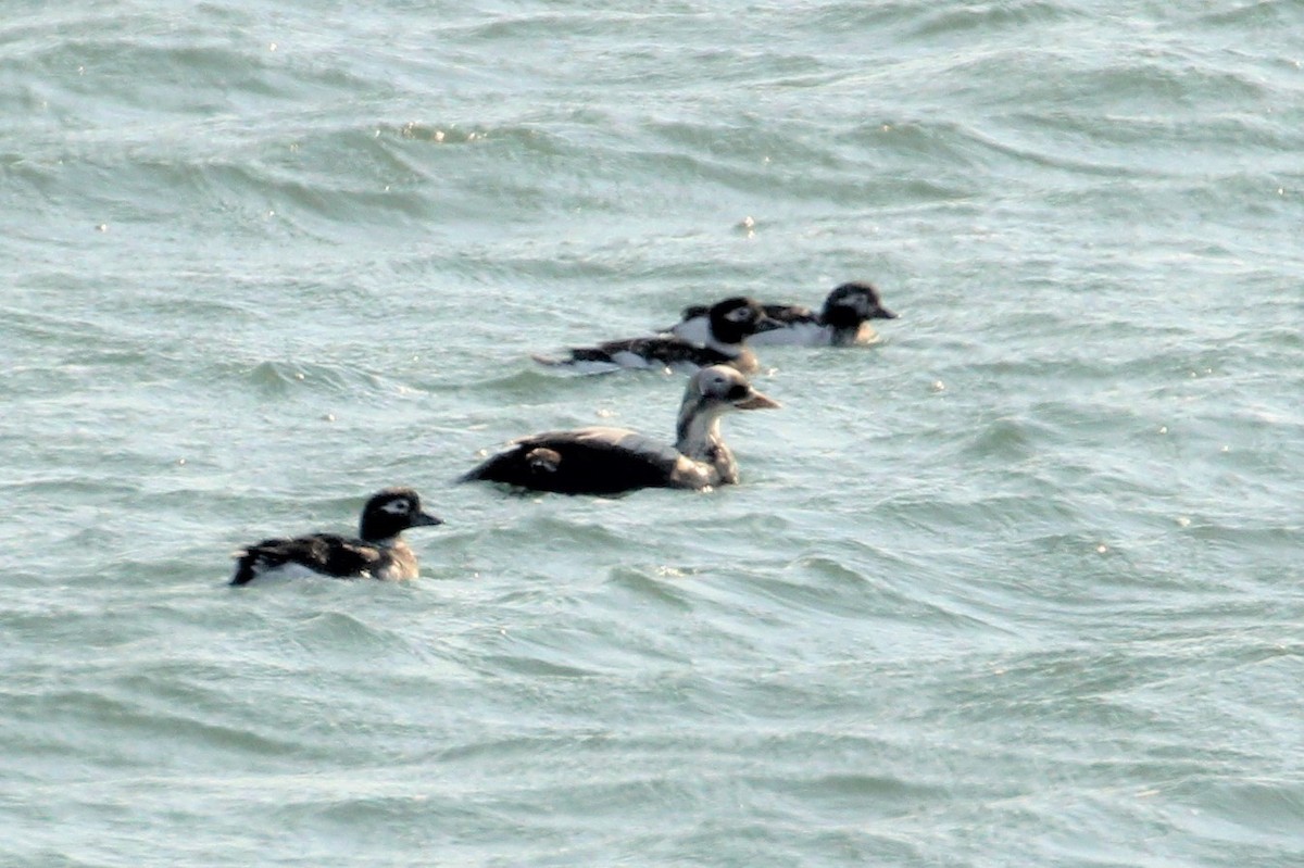 Spectacled Eider - ML571709971