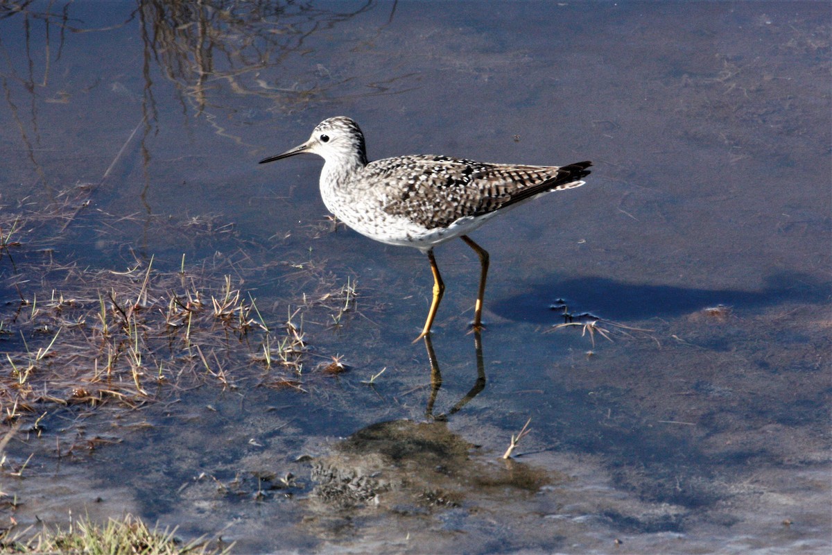 Lesser Yellowlegs - ML571710261