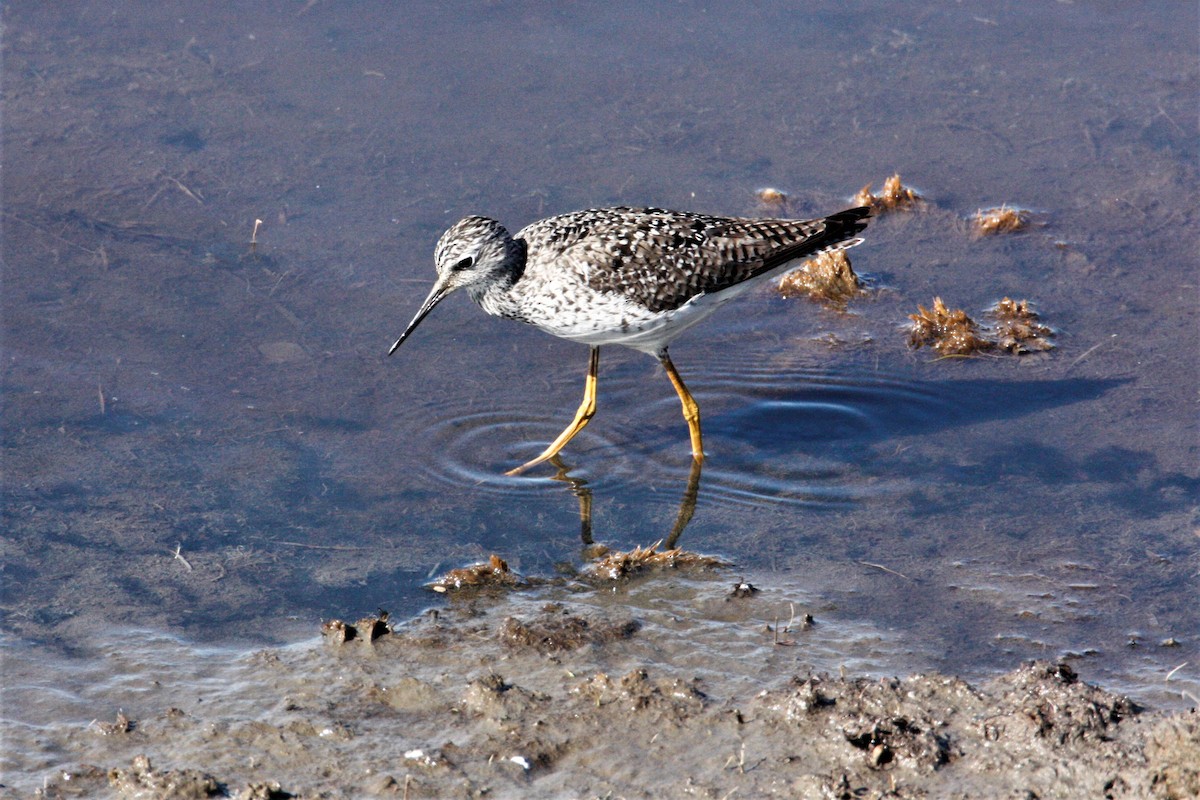 Lesser Yellowlegs - George Matz