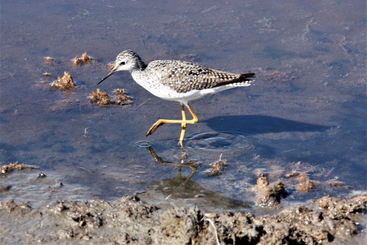 Lesser Yellowlegs - ML571710281