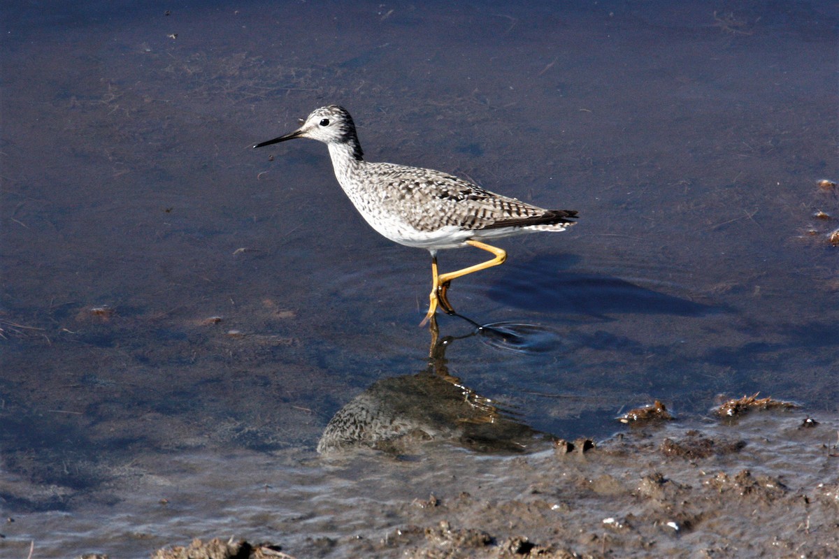 Lesser Yellowlegs - ML571710291