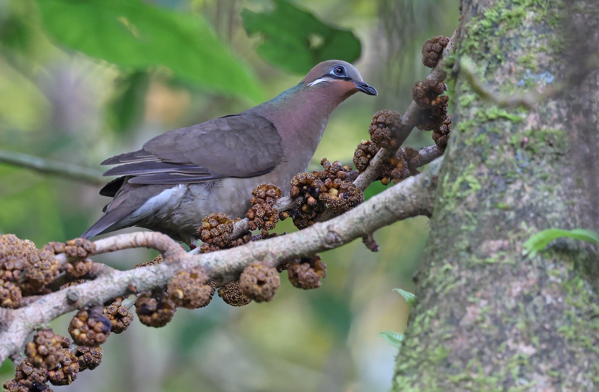 White-eared Brown-Dove - Robert Hutchinson