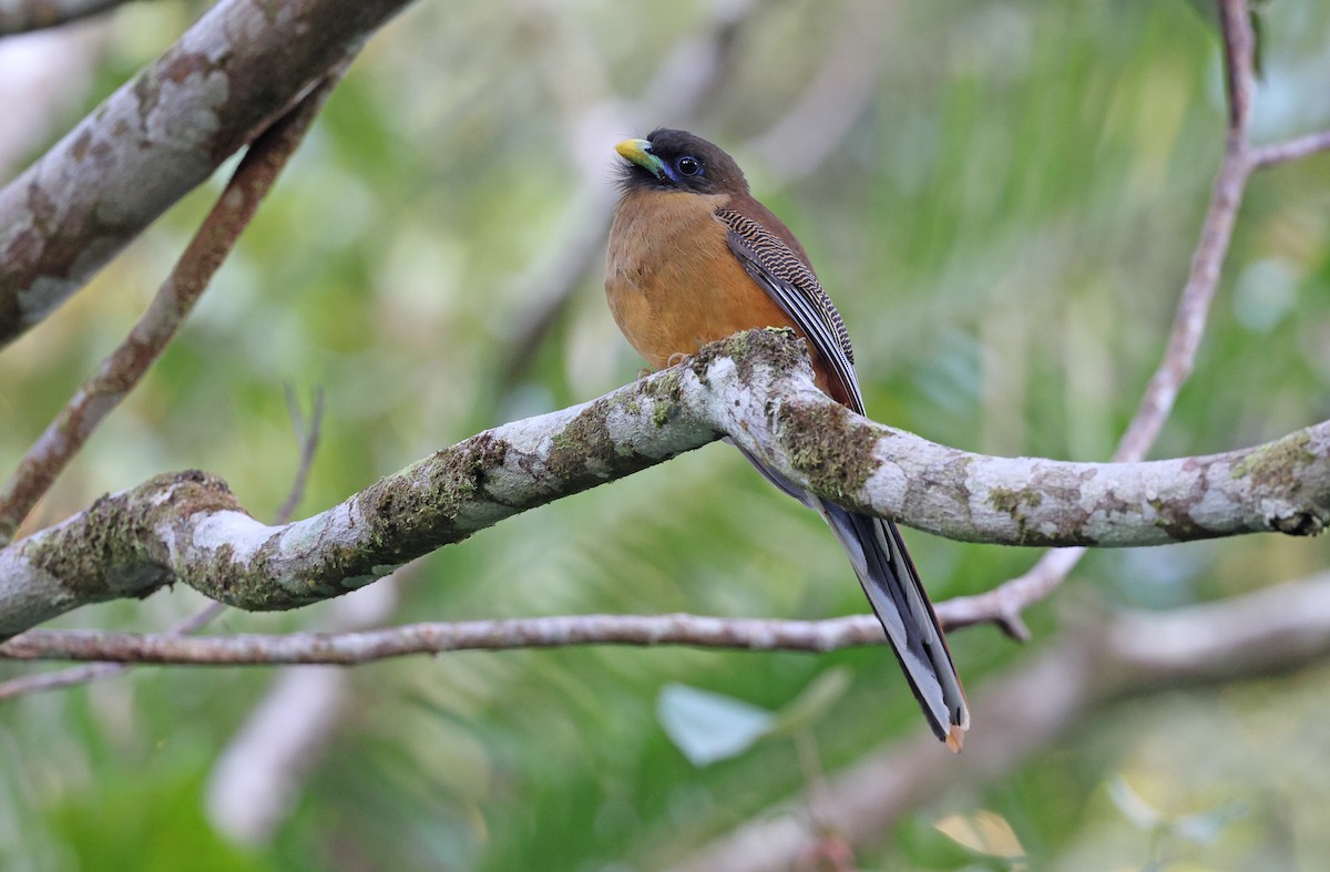 Philippine Trogon - ML571710791