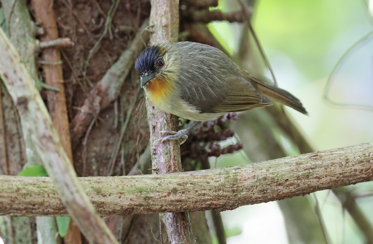 Calabarzon Babbler - ML571710851