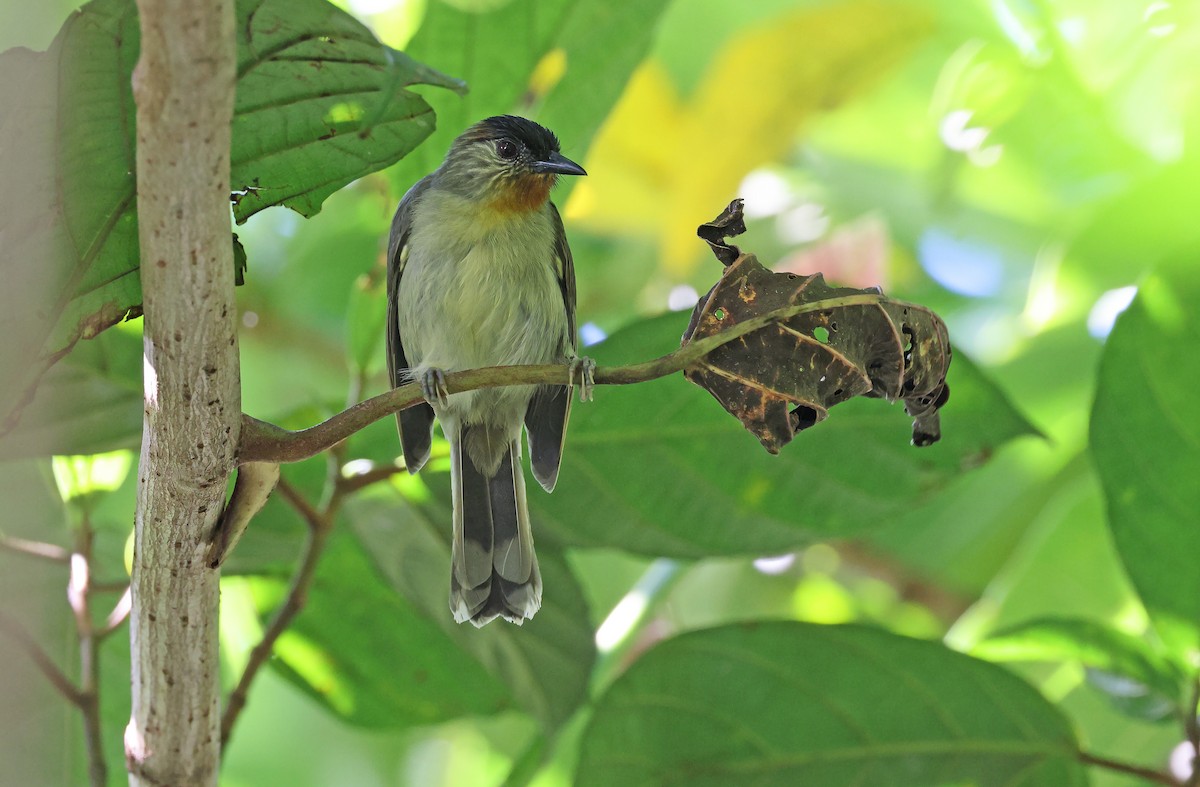 Calabarzon Babbler - ML571710861