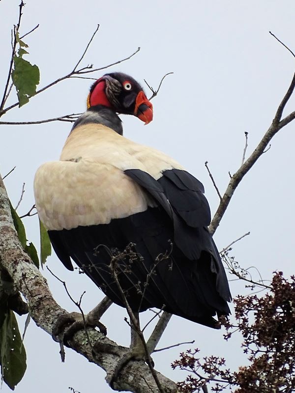 King Vulture - ML57171141