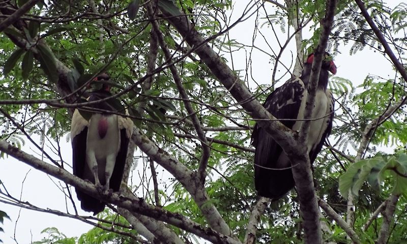 King Vulture - ML57171151