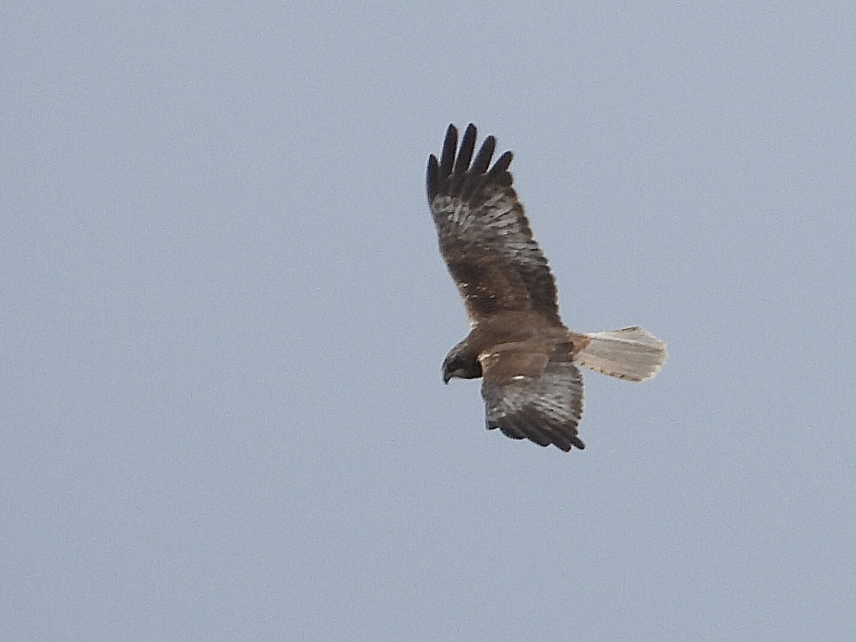 Western Marsh Harrier - ML571712401