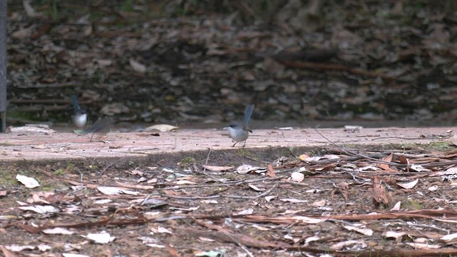 Red-winged Fairywren - ML571712591