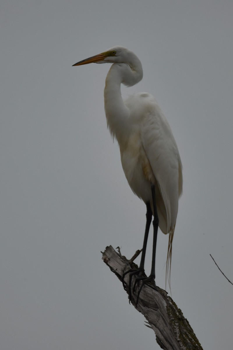 Great Egret - ML571713011