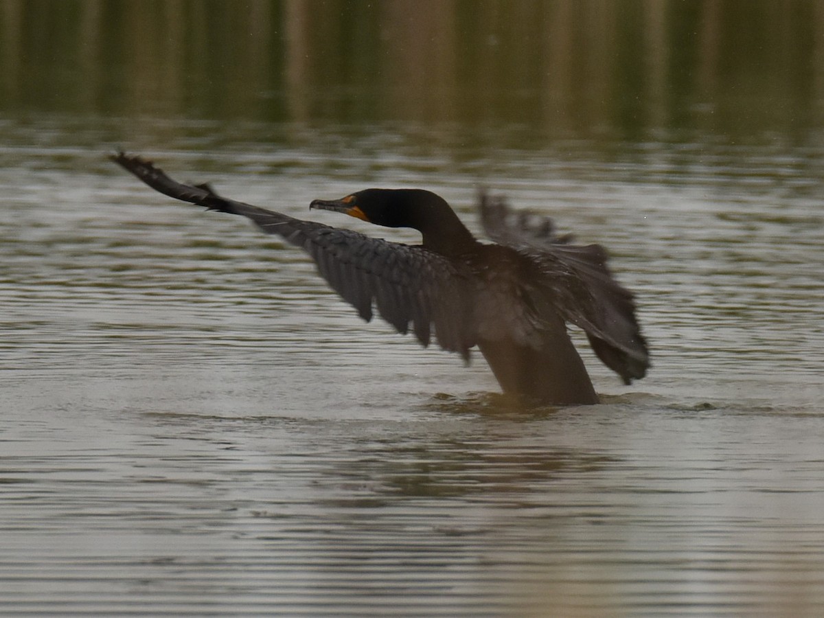 Double-crested Cormorant - ML571713201