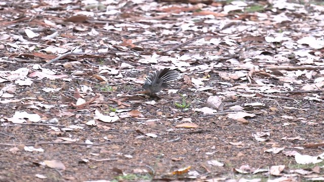 Gray Fantail (preissi) - ML571713971