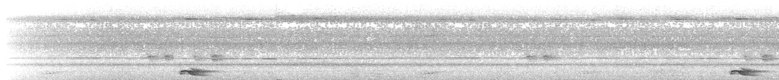 Белокрылая питта - ML571714691