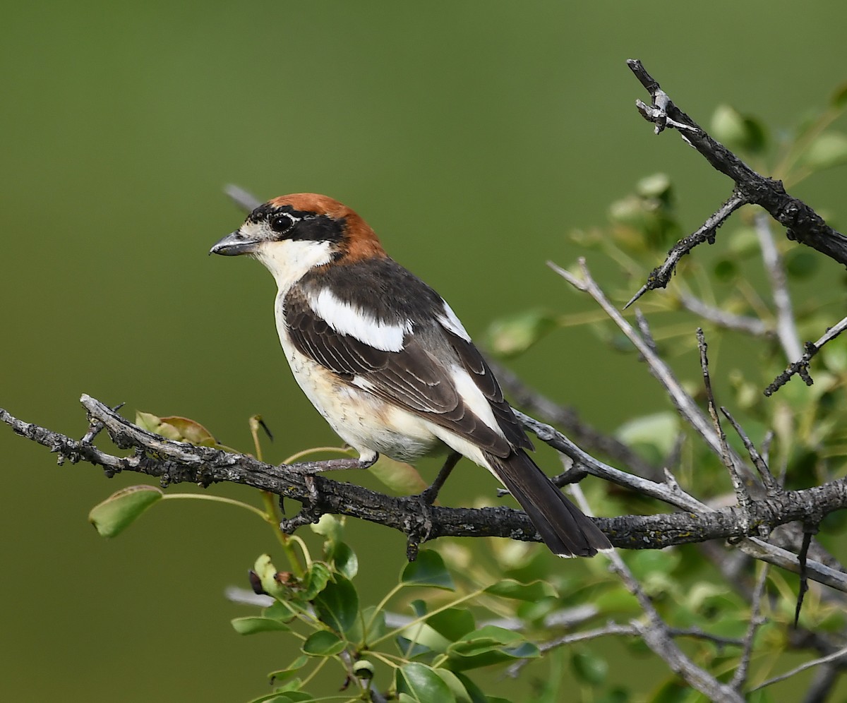 Woodchat Shrike - Василий Калиниченко