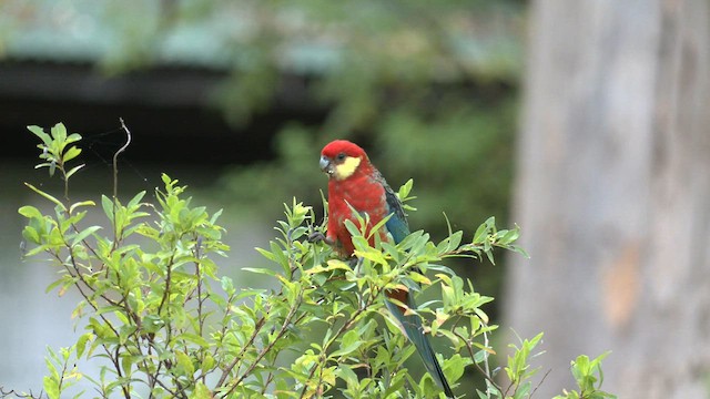 Western Rosella - ML571715181