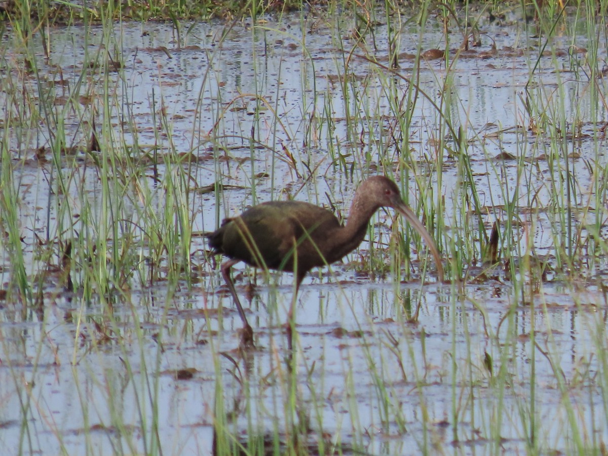 ibis americký - ML571715281