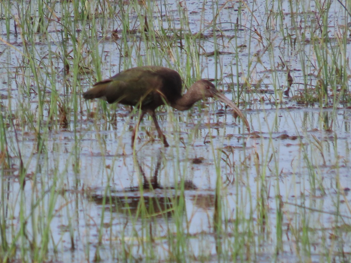 ibis americký - ML571715291