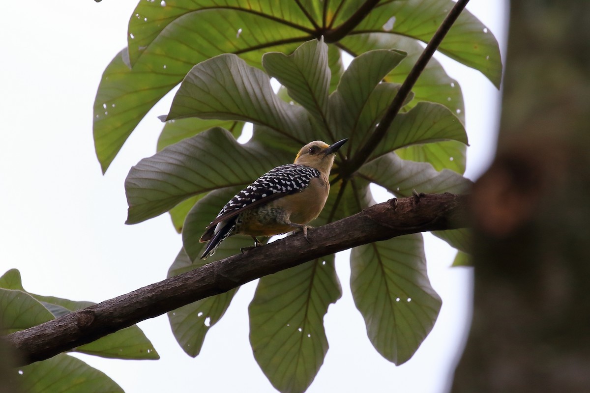 Hoffmann's Woodpecker - ML571715361