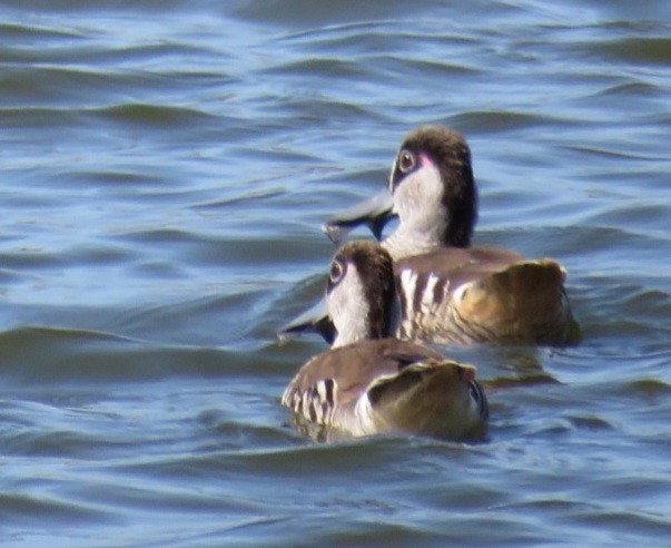 Pink-eared Duck - ML571715971