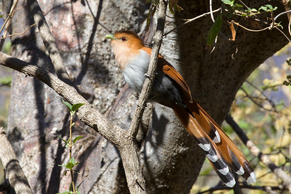 Squirrel Cuckoo (West Mexico) - Cole Lundquist