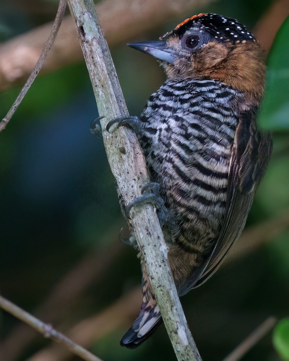 Ochre-collared Piculet - Daniel Hinckley | samazul.com