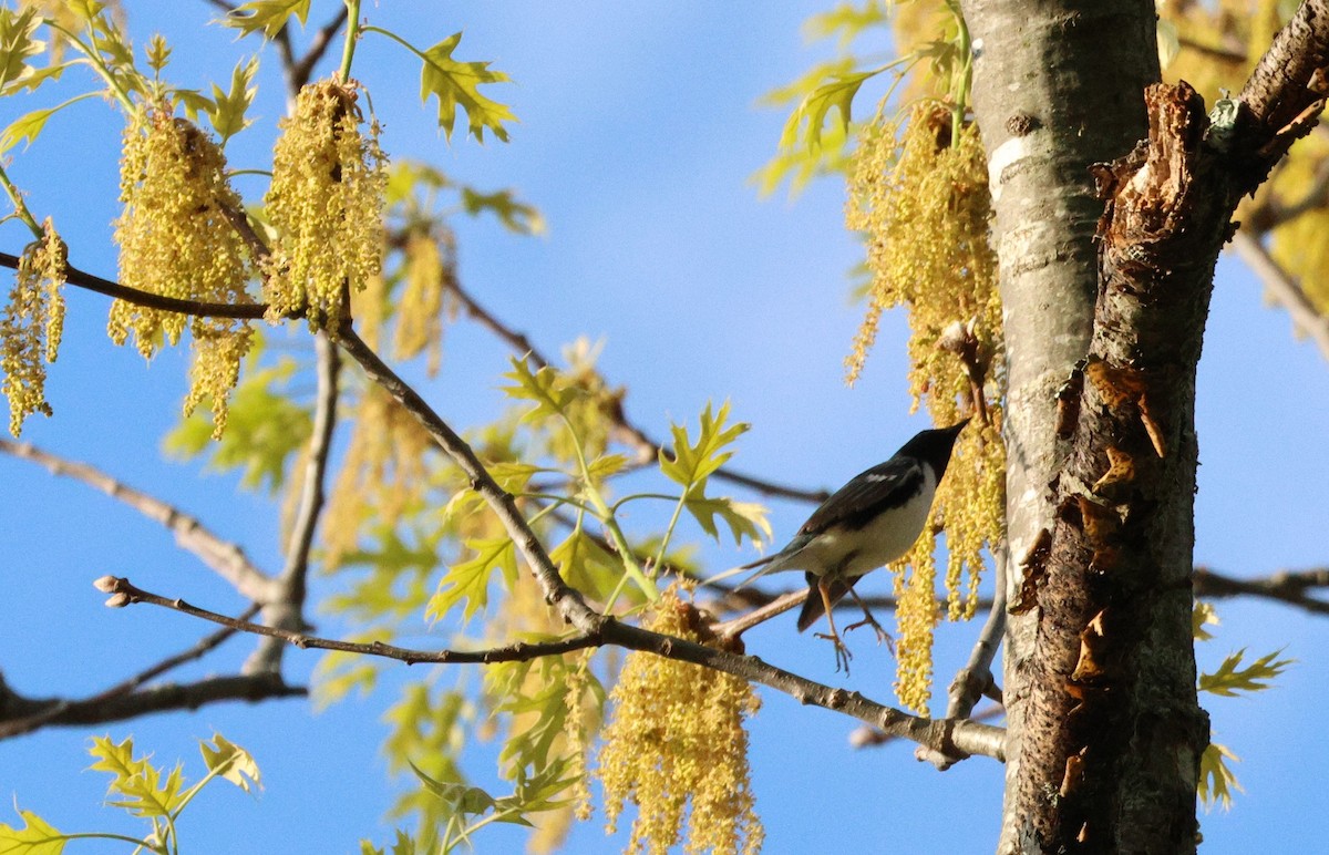 Black-throated Blue Warbler - ML571717281