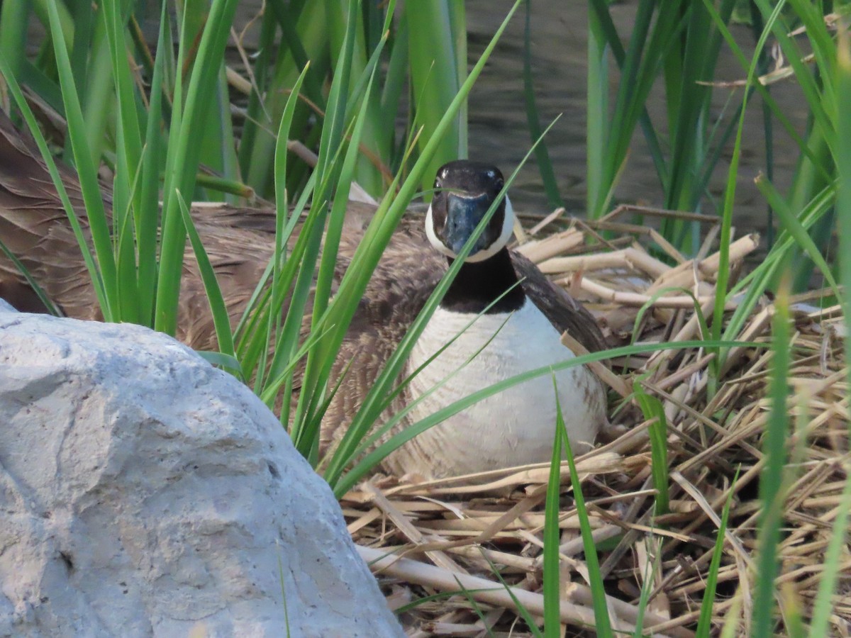 Canada Goose - ML571717481